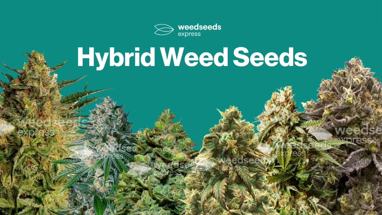 Hybrid Weed Seeds